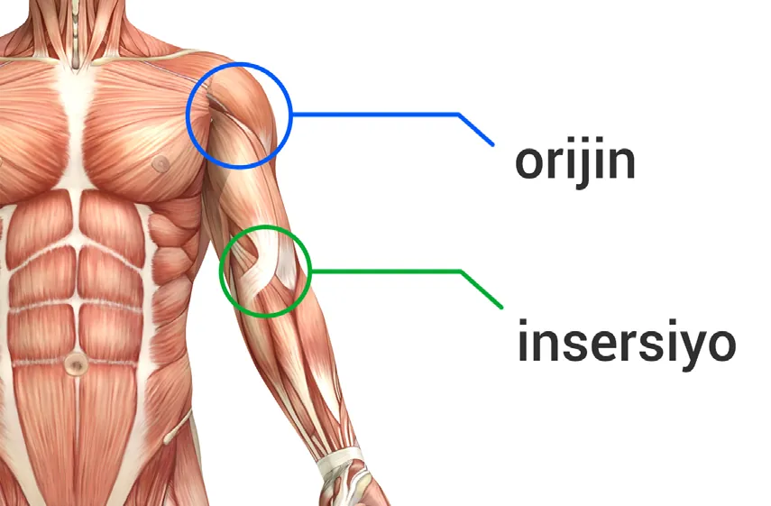 Hareket Anatomisi & Kas Nasıl Çalışır? 2