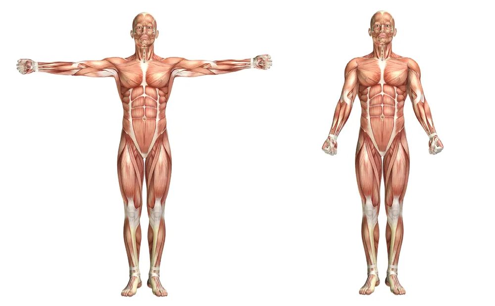 Hareket Anatomisi & Kas Nasıl Çalışır?